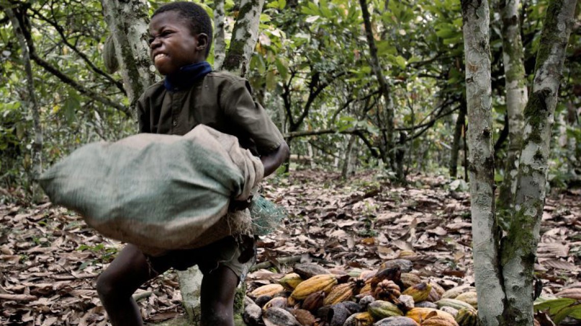 Copil muncind pe o plantație de cacao. Sursă foto: usuncut.com