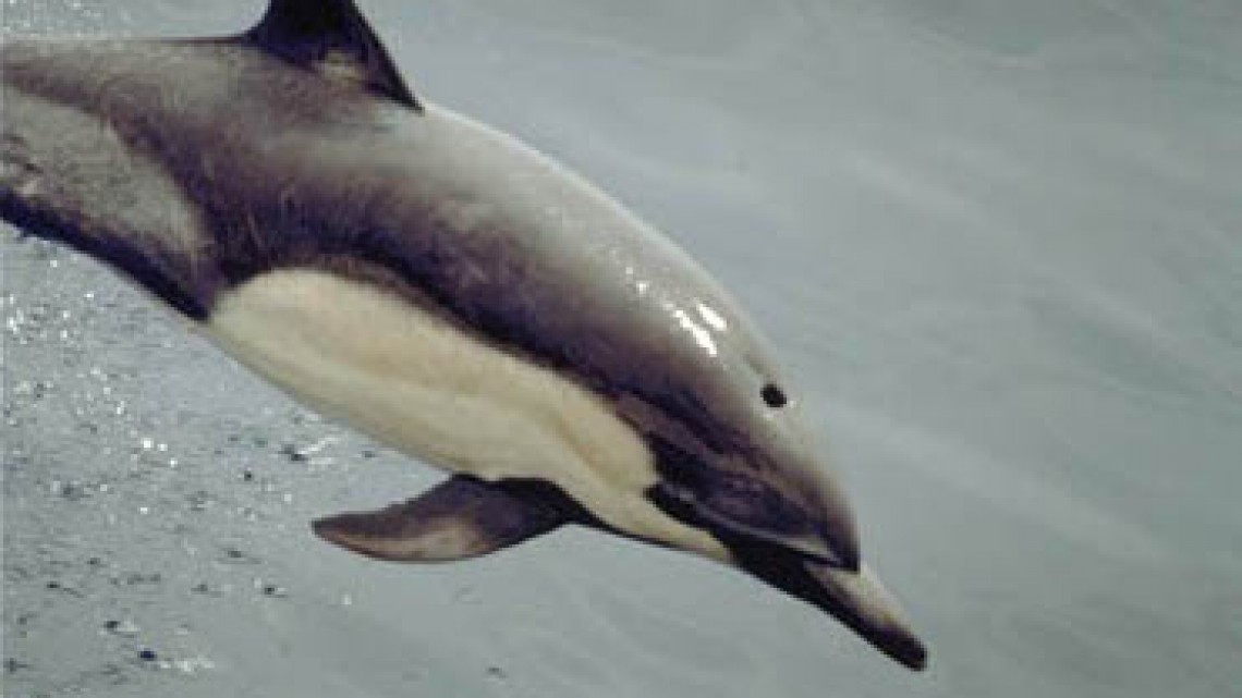 Sursa foto: NOAA, Scott Hill — http://nmml.afsc.noaa.gov/gallery/cetaceans/dd-14_comdolphin.htm., Domaine public, https://commons.wikimedia.org