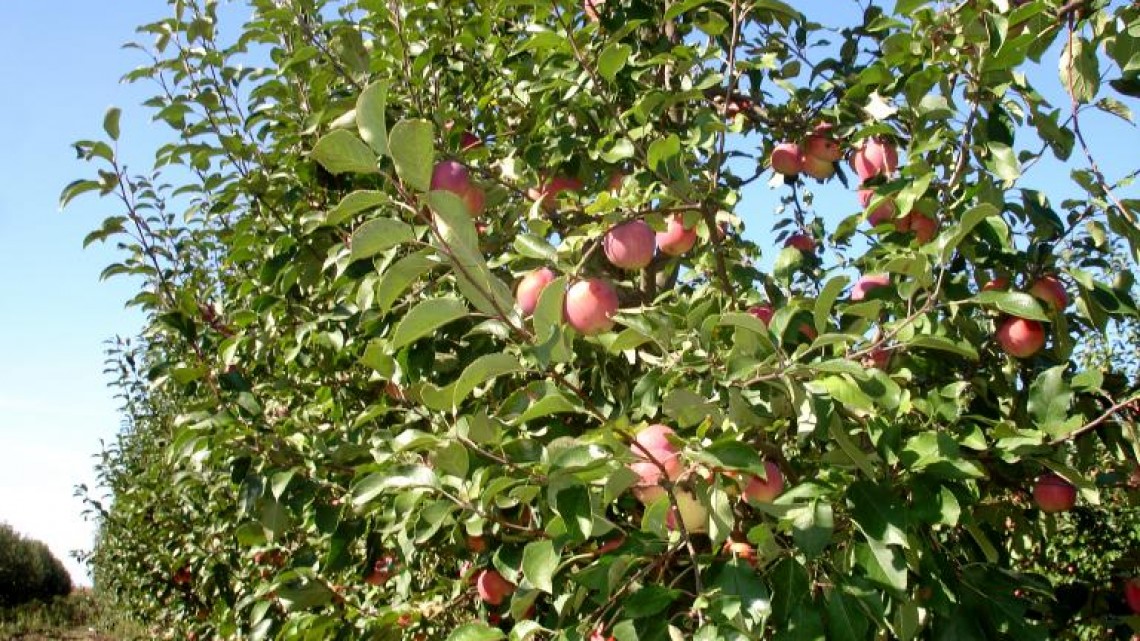 Livadă organică de mere din Cheresig, România. Foto: Agerpres