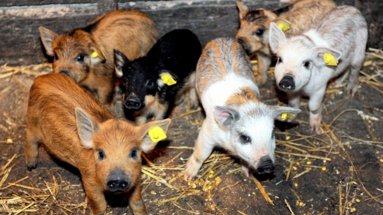 Crescătoriii porci din rasele Bazna și Mangalița primesc 2.000 lei/scroafă