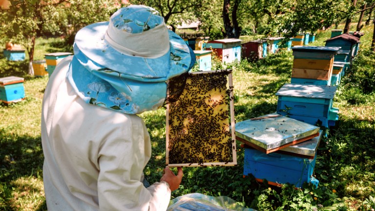 DNA a trimis în judecată zeci de apicultori pentru fraude cu fonduri UE