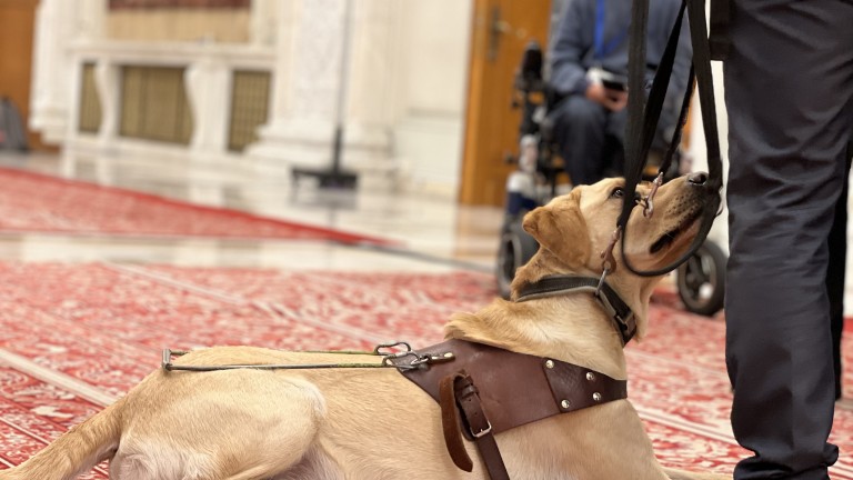 Câinii care însoțesc persoanele cu dizabilități vor avea acces în toate spațiile publice