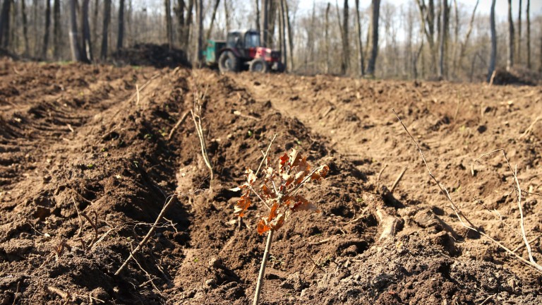 Romsilva vrea să reîmpădurească zone afectate de calamități cu fonduri din PNRR